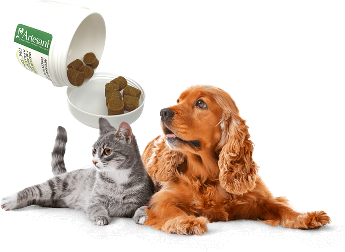 caes_gatos